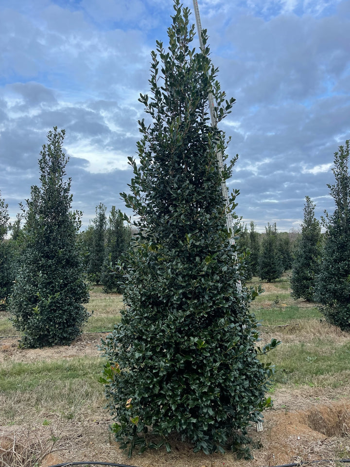 image_64933fec-3dbd-4bb1-9aaf-