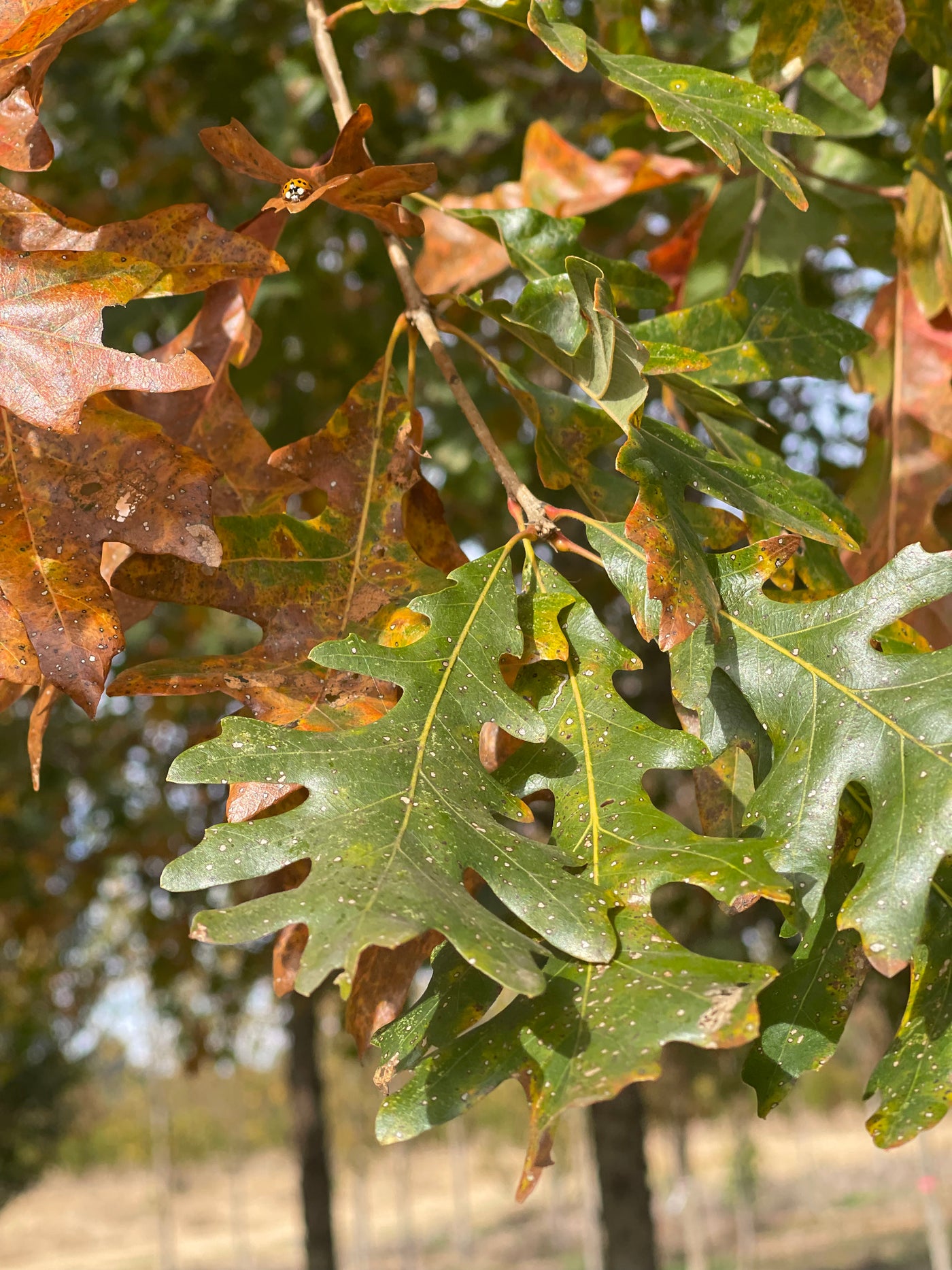 Quercus lyrata ~ Roble sobrecopa