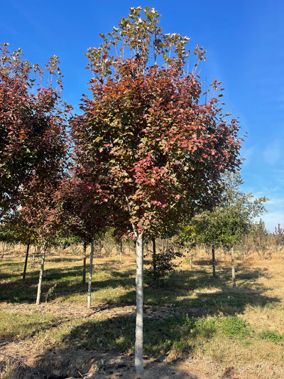 Acer rubrum 'Brandywine' ~ Brandywine Red Maple