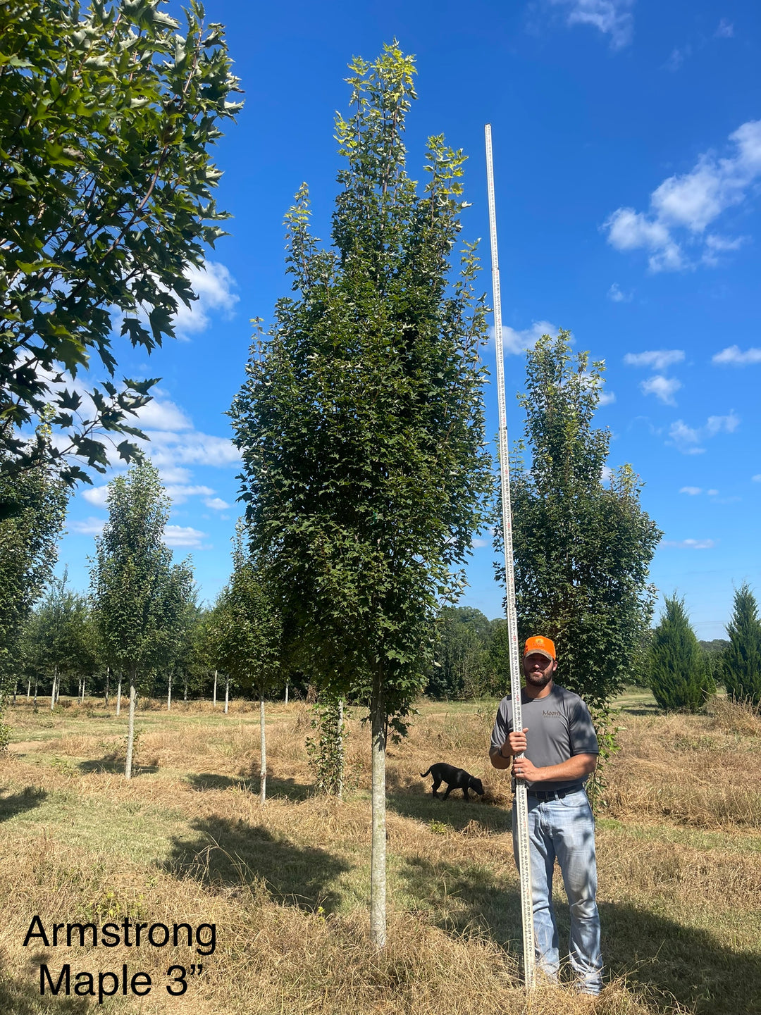 Acer rubrum 'JFS-KW78'~ Armstrong Gold® Red Maple – Moon's Tree Farm