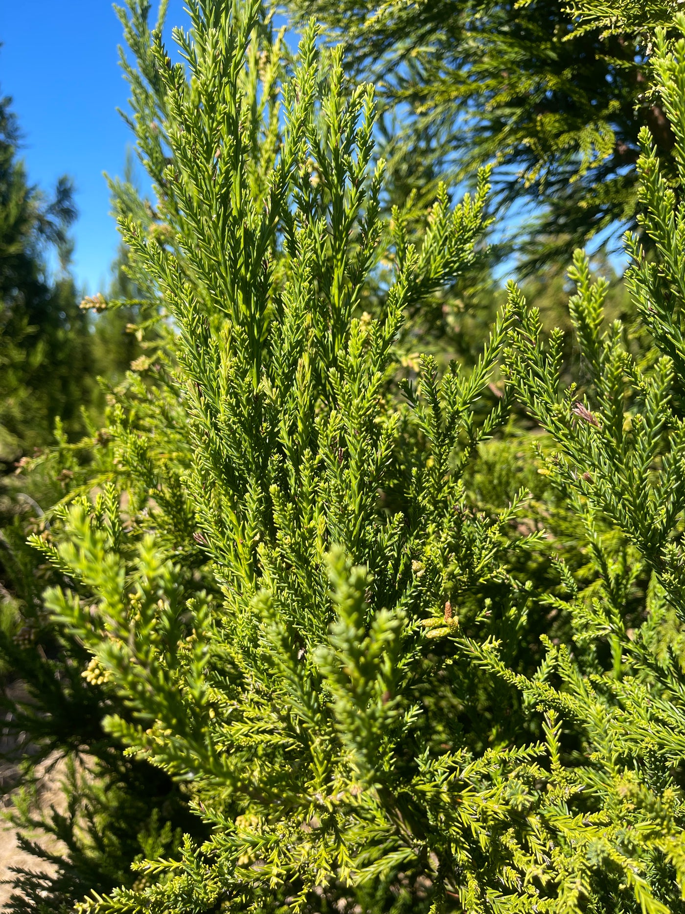 Cryptomeria japonica 'Radicans' ~ Radicans Japanese Cedar – Moon's Tree ...