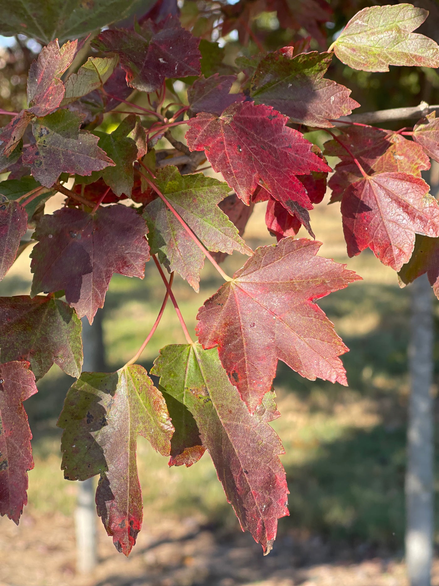 Acer rubrum 'Brandywine' ~ Brandywine arce rojo