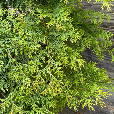 Chamaecyparis obtusa 'Southern Lace' ~ Southern Lace False Cypress