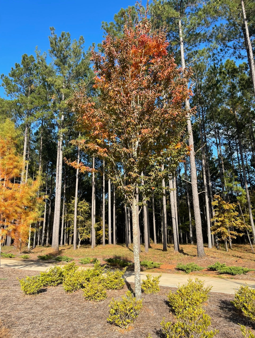 image_f79af9c3-aff3-4dc6-b1b6-