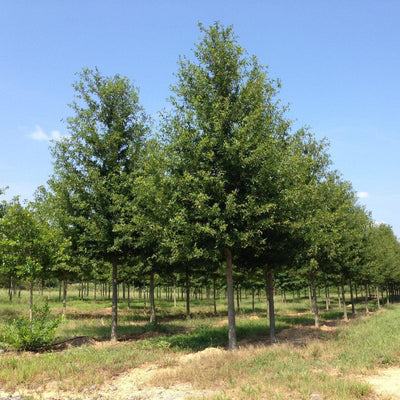 Quercus hemisphaerica ‘QHMTF’ ~ Avalyn® Laurel Oak