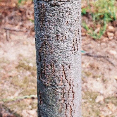 Quercus hemisphaerica ‘QHMTF’ ~ Avalyn® Laurel Oak