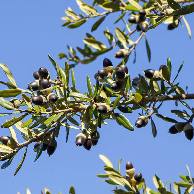 Quercus virginiana 'Sky Climber' ~ Sky Climber Southern Live Oak