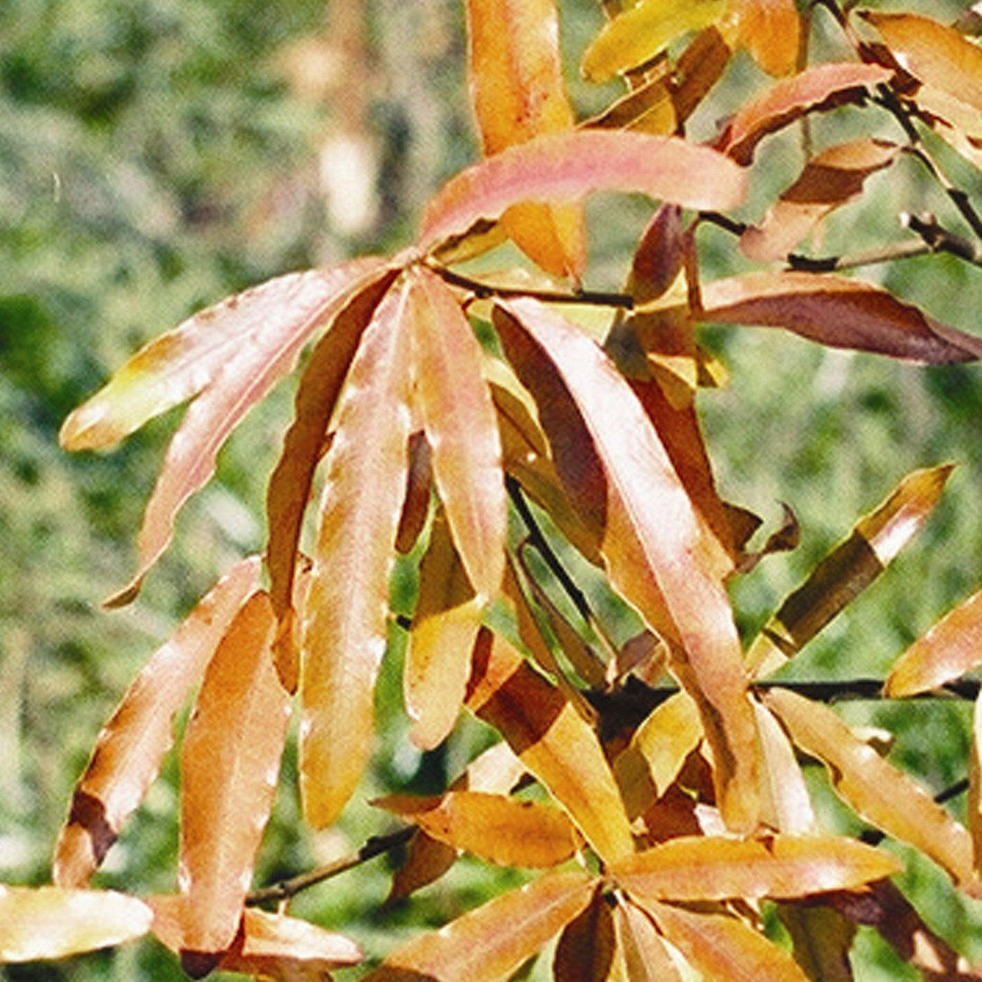 Quercus Phellos Fall Color Quercus phellos ‘QPMTF’ ~ Wynstar® Willow Oak – Moon's Tree Farm